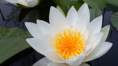 Nymphaea x cult. 'Hever White'