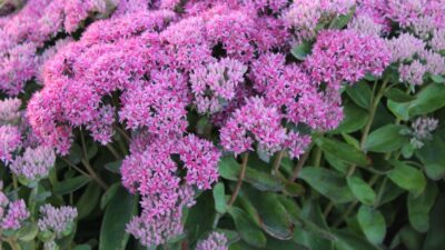 Sedum spectabile 'Carl'