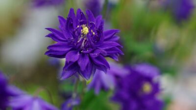 Aquilegia x cult. 'Blue Barlow'