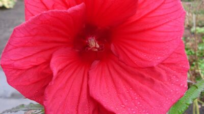 Hibiscus moscheutos