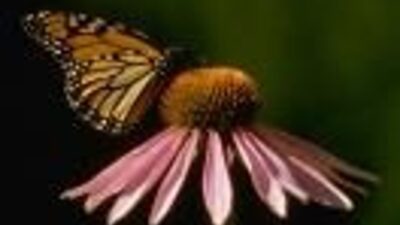 Echinacea angustifolia