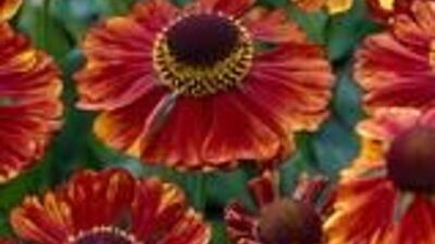 Helenium x cult. 'Chelsey'