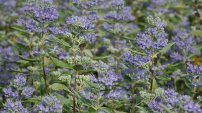 Caryopteris x cland. 'Blaue Donau'