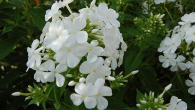 Phlox paniculata 'David'