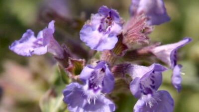 Nepeta x faassenii 'Kit Cat'