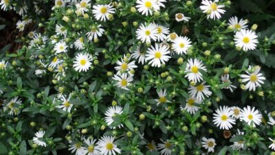 Aster ageratoides 'Ashvi'