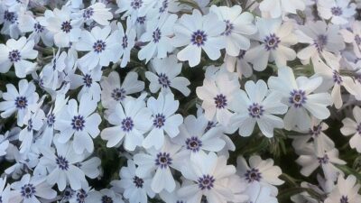 Phlox subulata 'Bavaria'