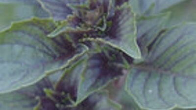 Ocimum basilicum 'Magic Mountain'®