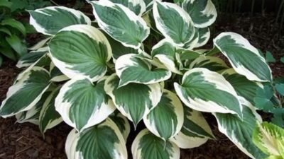 Hosta x fortunei 'Minuteman'