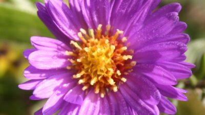 Aster novi-belgii 'Royal Velvet'