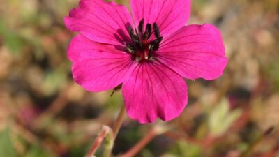 Geranium cinereum 'Signal'