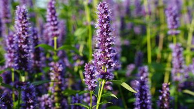 Agastache rugosa 'Black Adder'