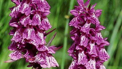 Dactylorhiza-Fuchsii-Hybriden