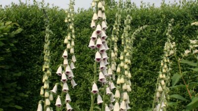 Digitalis purpurea 'Pam's Choice'