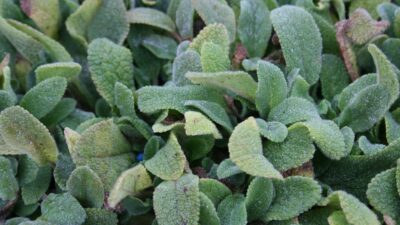 Stachys byzantina 'Silky Fleece'
