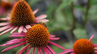 Echinacea purpurea 'JS Pica Bella' ®