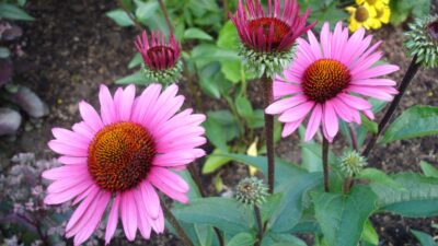 Echinacea purpurea 'Fatal Attraction' ®