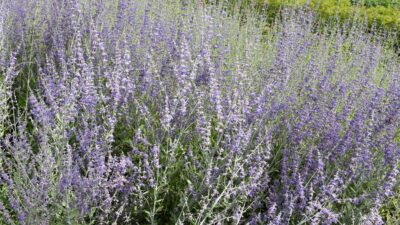 Perovskia atriplicifolia 'Little Spire' ®