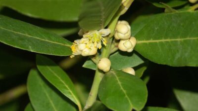 Laurus nobilis