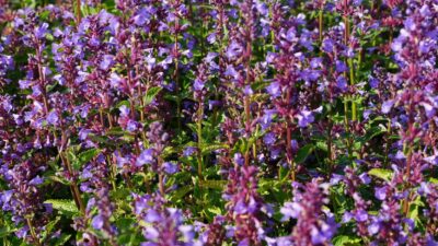 Nepeta grandiflora 'Blue Danube'