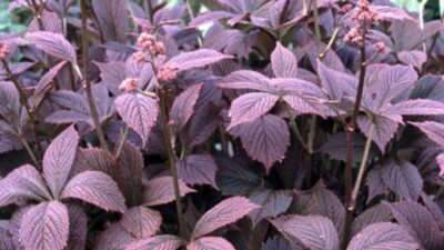 Rodgersia pinnata 'Chocolate Wings' ®