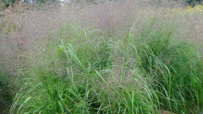 Eragrostis trichodes 'Bend'