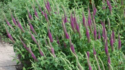 Teucrium hyrcanicum 'Paradise Delight'