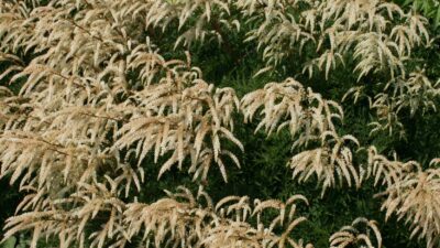 Aruncus aethusifolius 'Woldemar Meier'