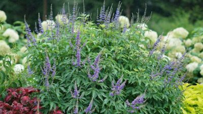 Vitex agnus-castus