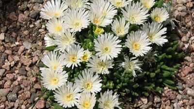 Delosperma congestum 'White Nugget'