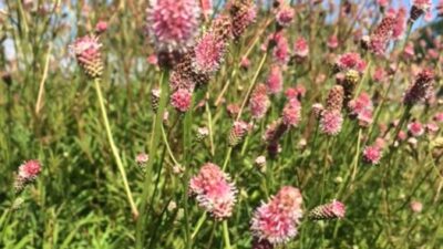 Sanguisorba officinalis 'Pink Tanna'