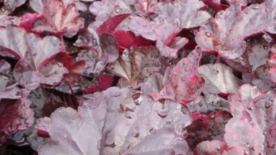 Heuchera micrantha 'Obsidian' ®
