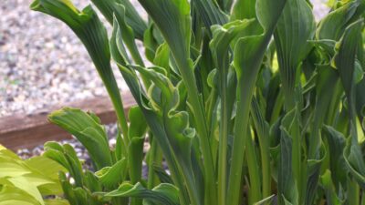 Hosta x cult. 'Praying Hands'
