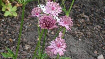 Astrantia major 'Roma' ®