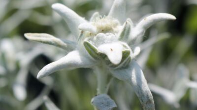 Leontopodium alpinum 'Mont Blanc' ®