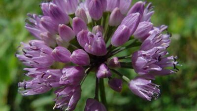 Allium senescens ssp. senescens