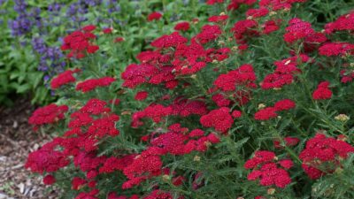 Achillea millef. 'Pomegranate'