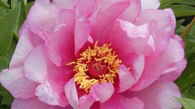 Paeonia x itoh 'First Arrival'