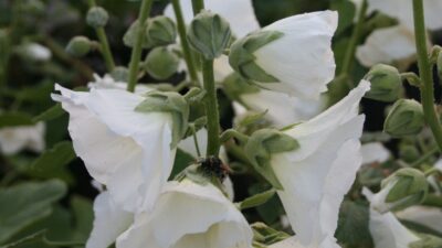 Alcea Spotlight 'Polarstar'