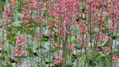 Heuchera x cult. 'Paris' ®