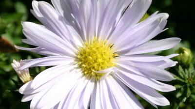Aster novi-belgii 'Porzellan'