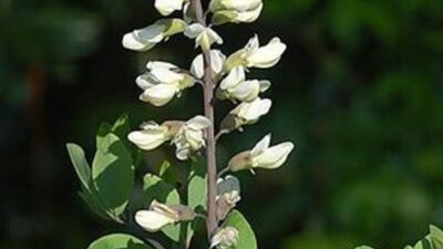 Baptisia alba