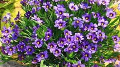 Sisyrinchium angustifolium 'Sapphire'