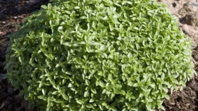 Ocimum basilicum 'Green Sensation'