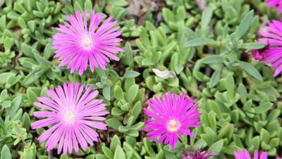 Delosperma cooperi 'Table Mountain'