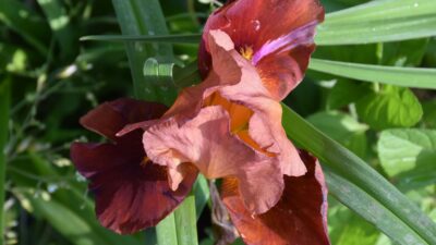 Iris x barbata-elatior 'Natchez Trace'