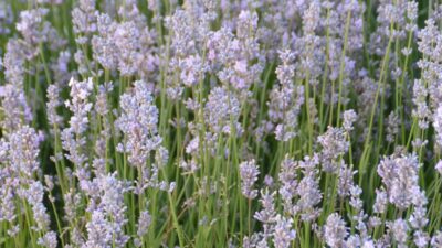 Lavandula angustifolia 'Miss Katherine'