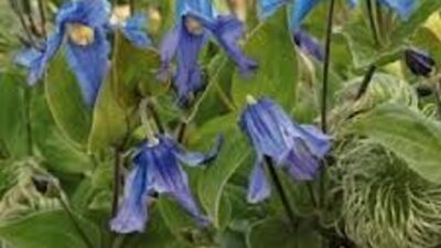 Clematis integrifolia 'Blue Ribbons'