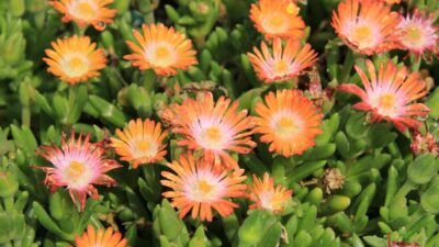 Delosperma Jewel of Desert 'Topaz'