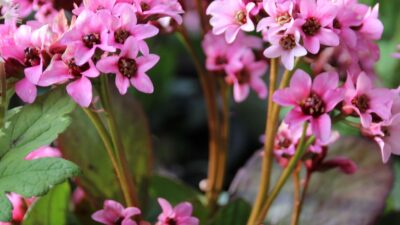 Bergenia cordifolia 'Pink Dragonfly' ®